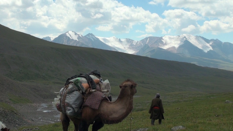 velbloud jako nosic zavazadel v mongolsku