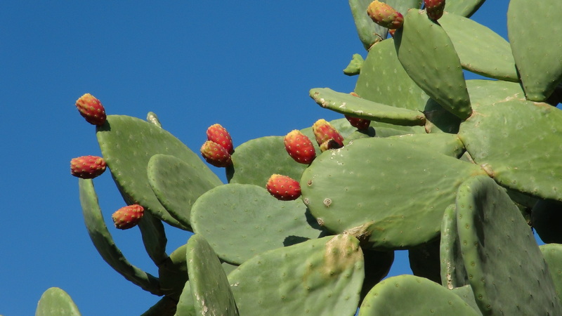 kvetouci kaktus kreta
