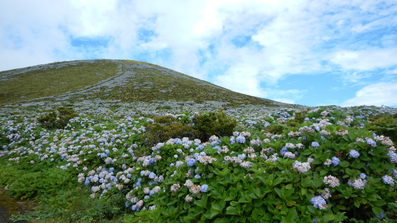 ostrov flores hortenzie