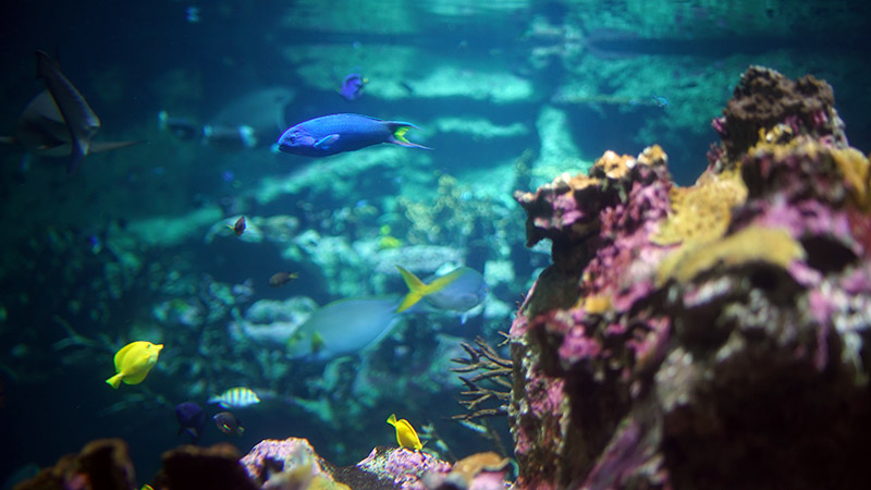 morske akvarium cherbourg