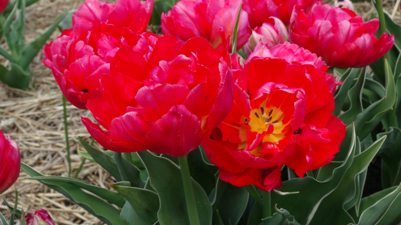 nizozemi tulipany