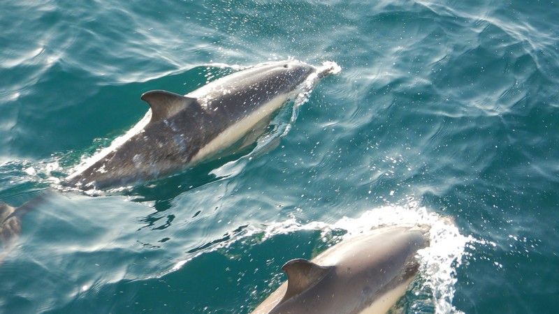 stado delfinu jachting