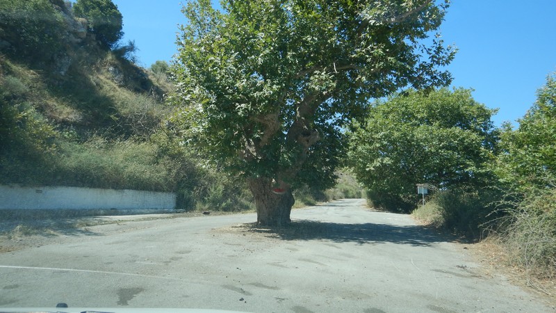 strom na silnici