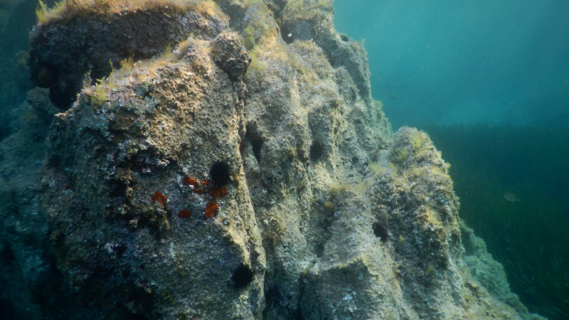 podvodni svet sardinie