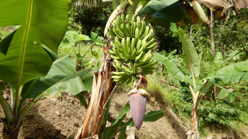 bananovnik kvet