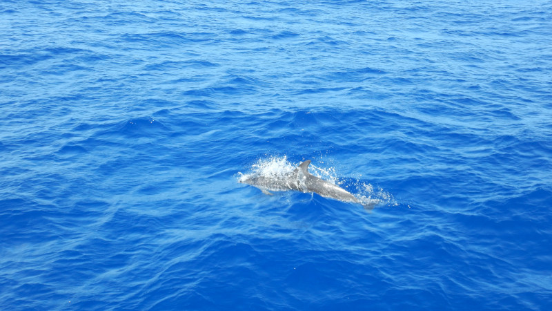 delfin v mori