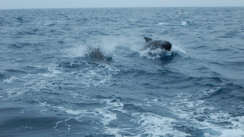delfiny na severu