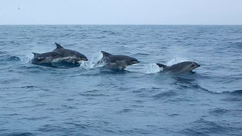 plavba na island delfini