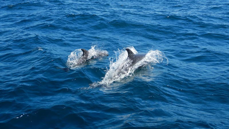 delfini za plavby
